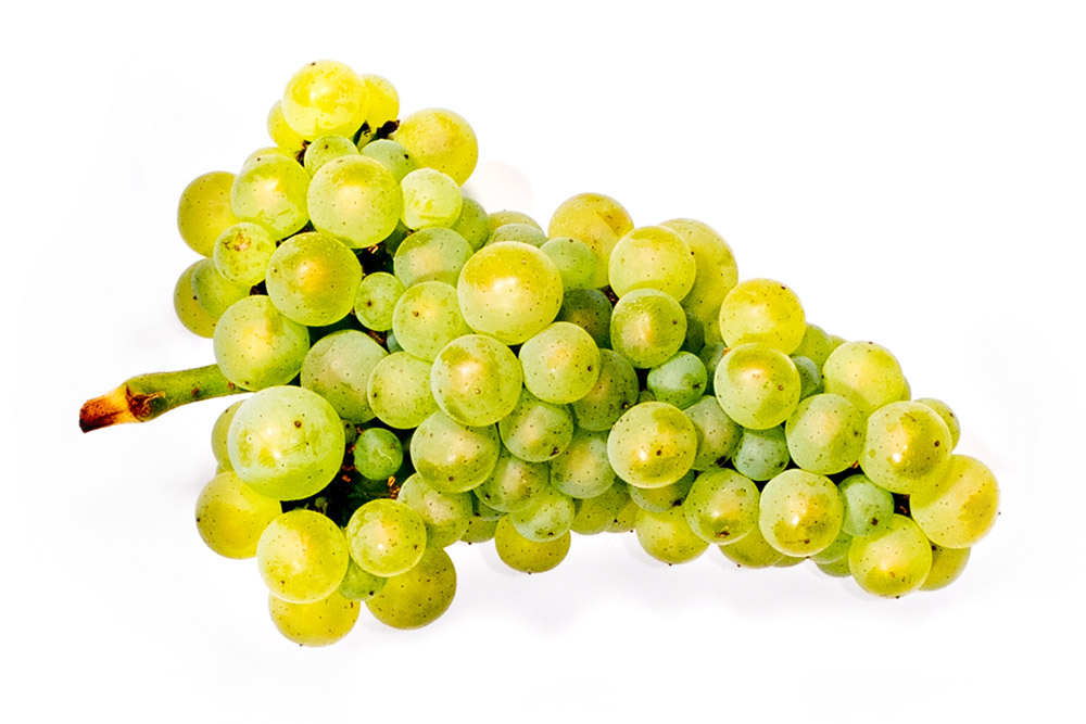 Chardonnay Cluster