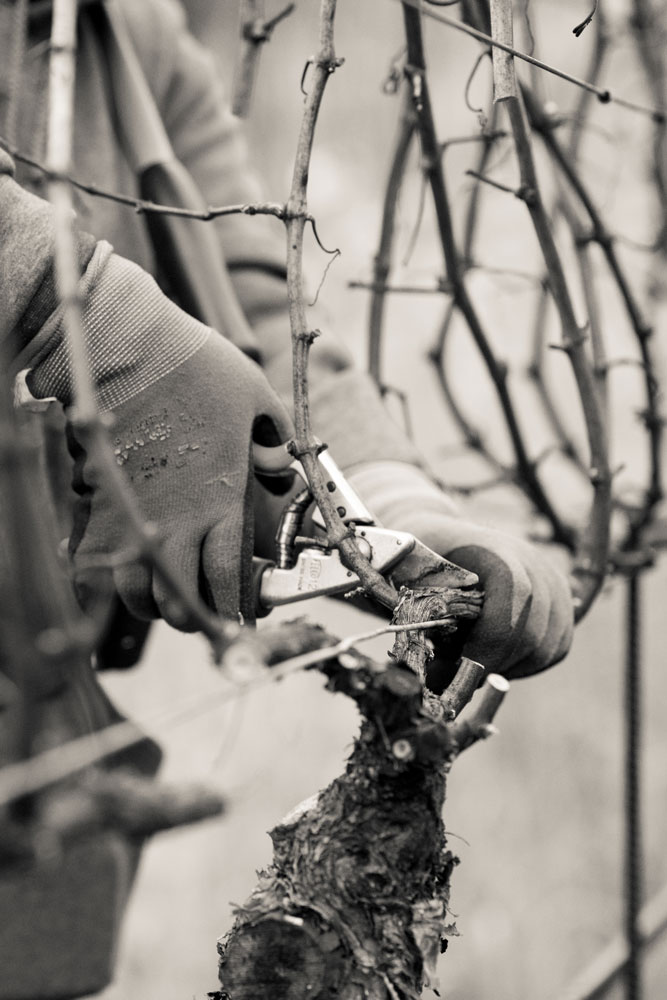 Pruning The Vines