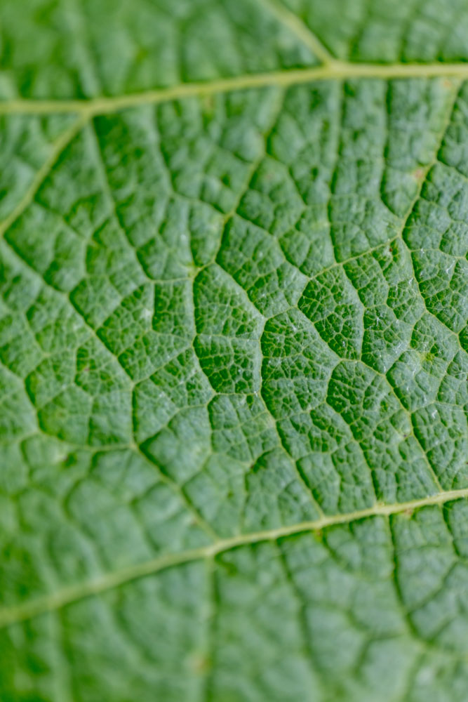 Grape Leaf