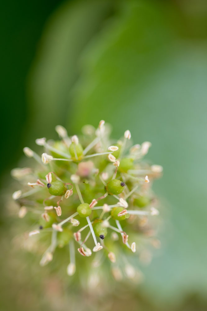 Baby Grapes