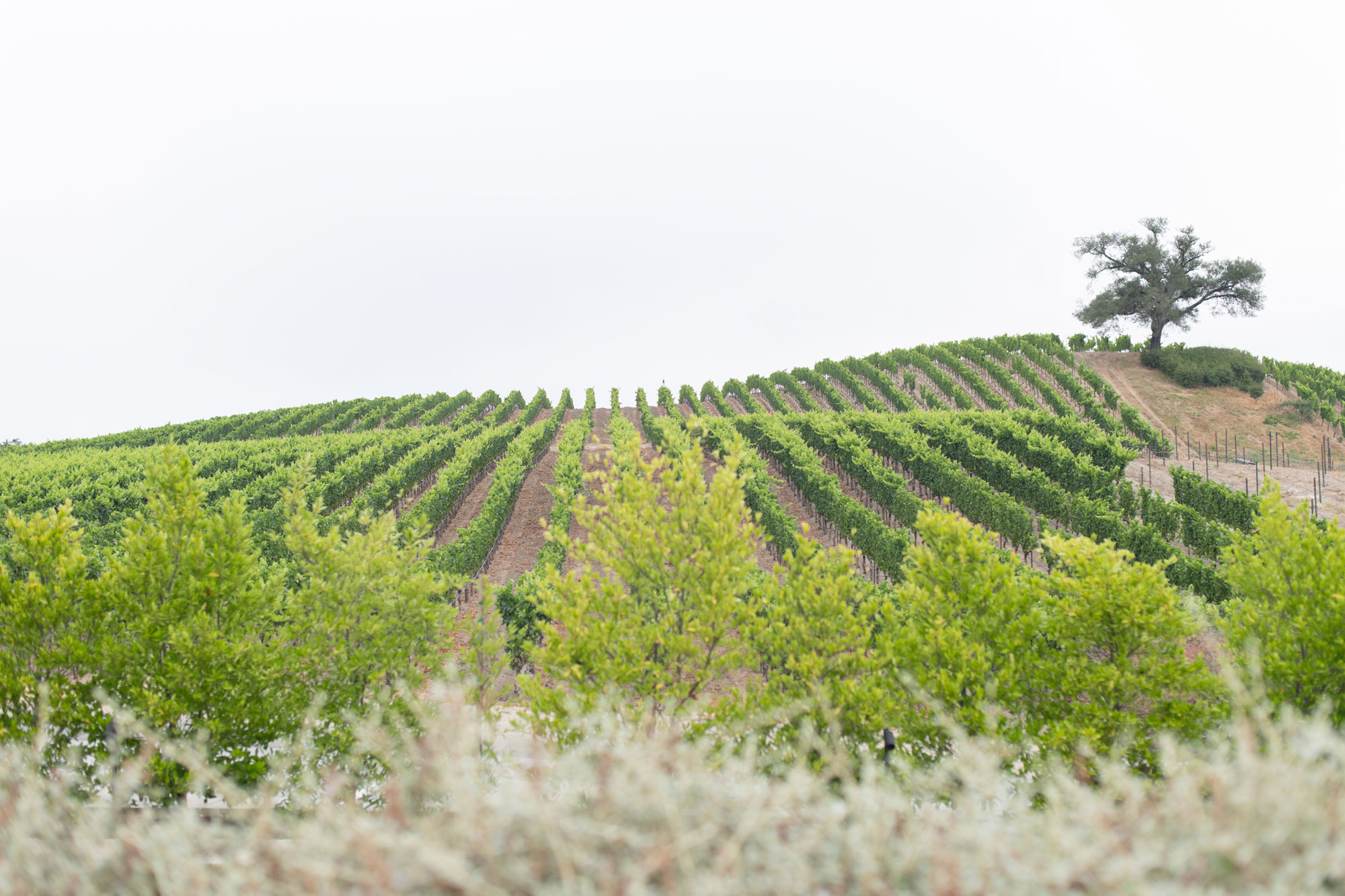 kistler vineyards visit